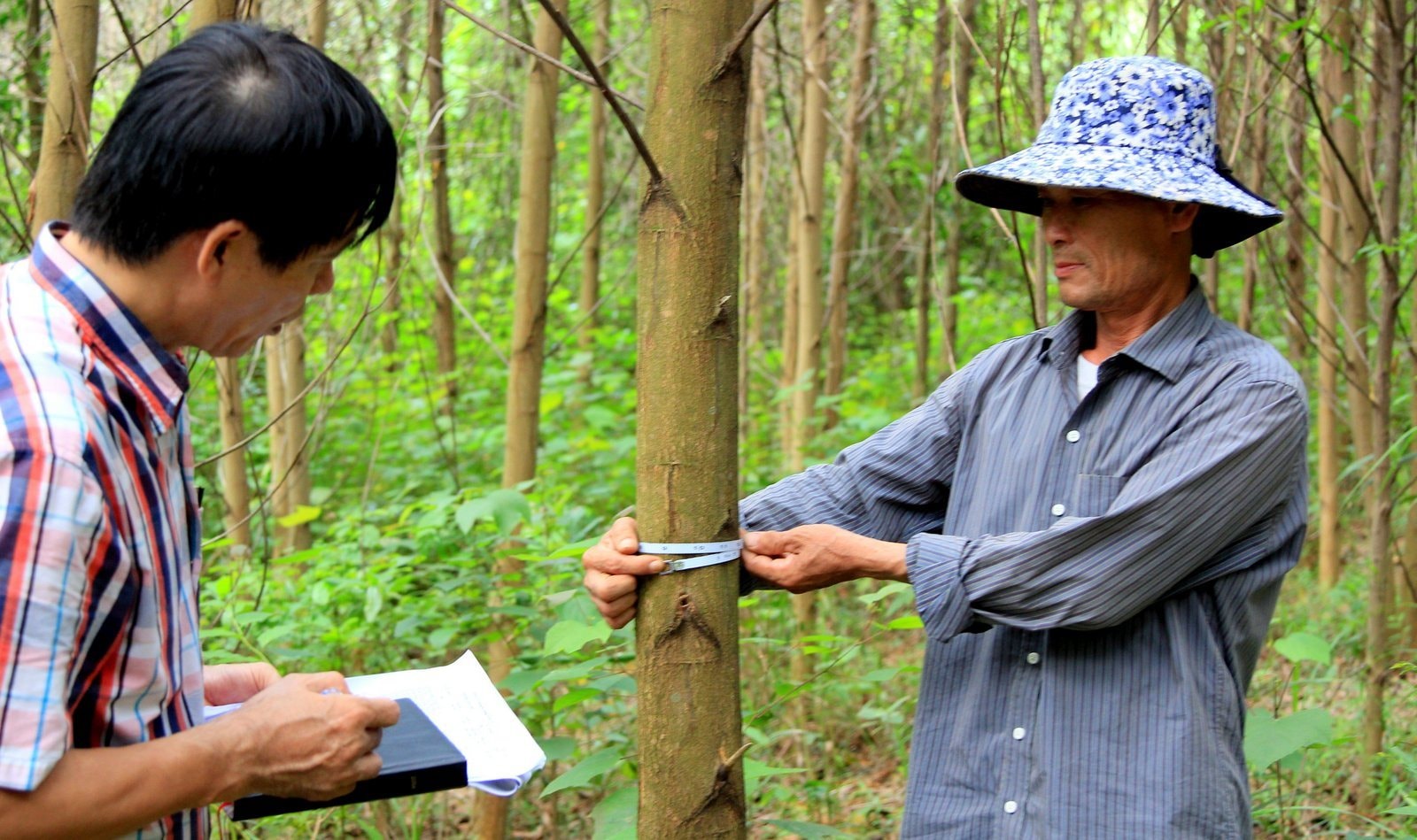 Người dân ở Thanh Hóa chuyển đỏi từ cây ngắn ngày thành lâu năm