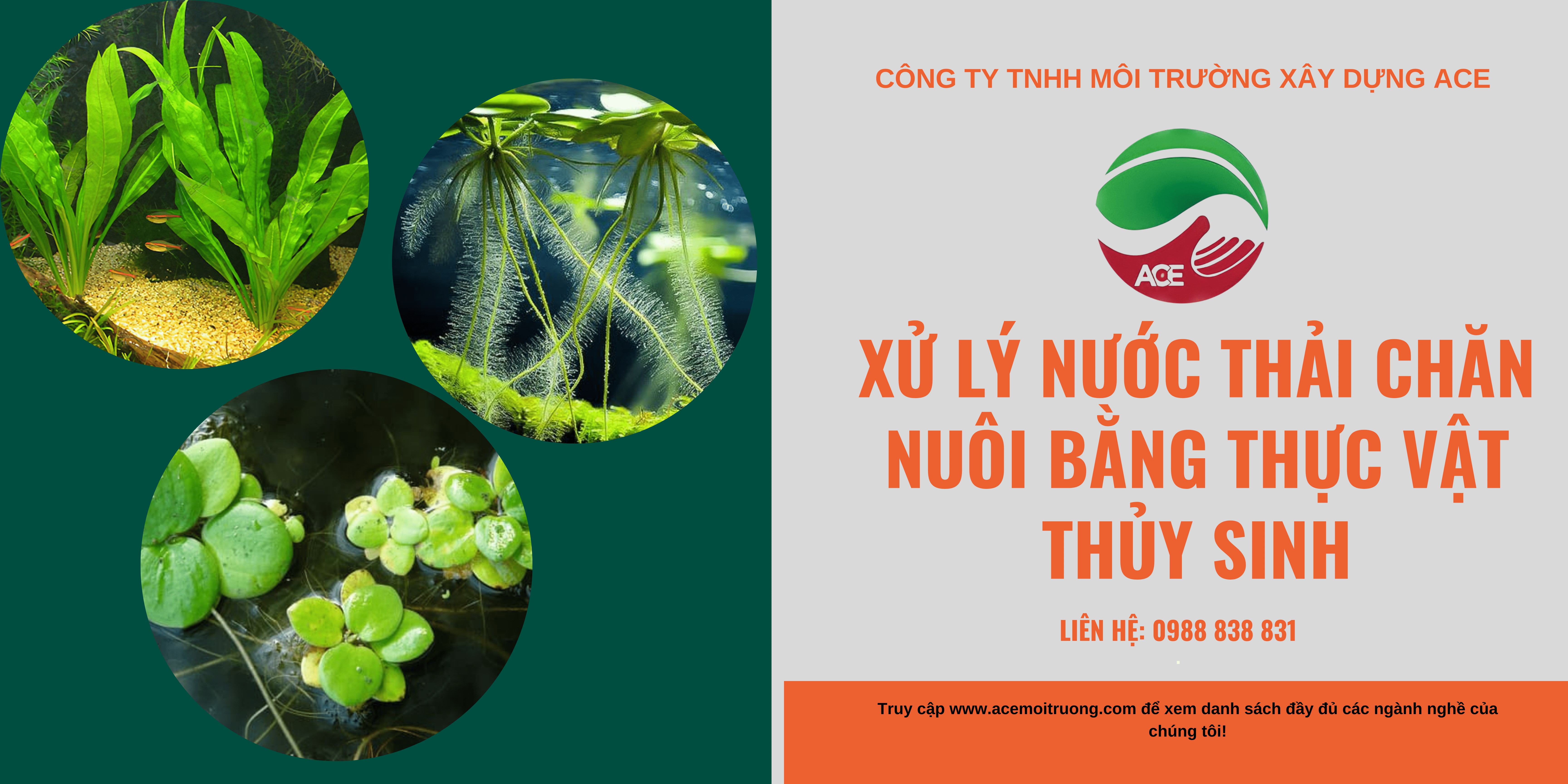 Xử lý nước thải chăn nuôi bằng thực vật thủy sinh