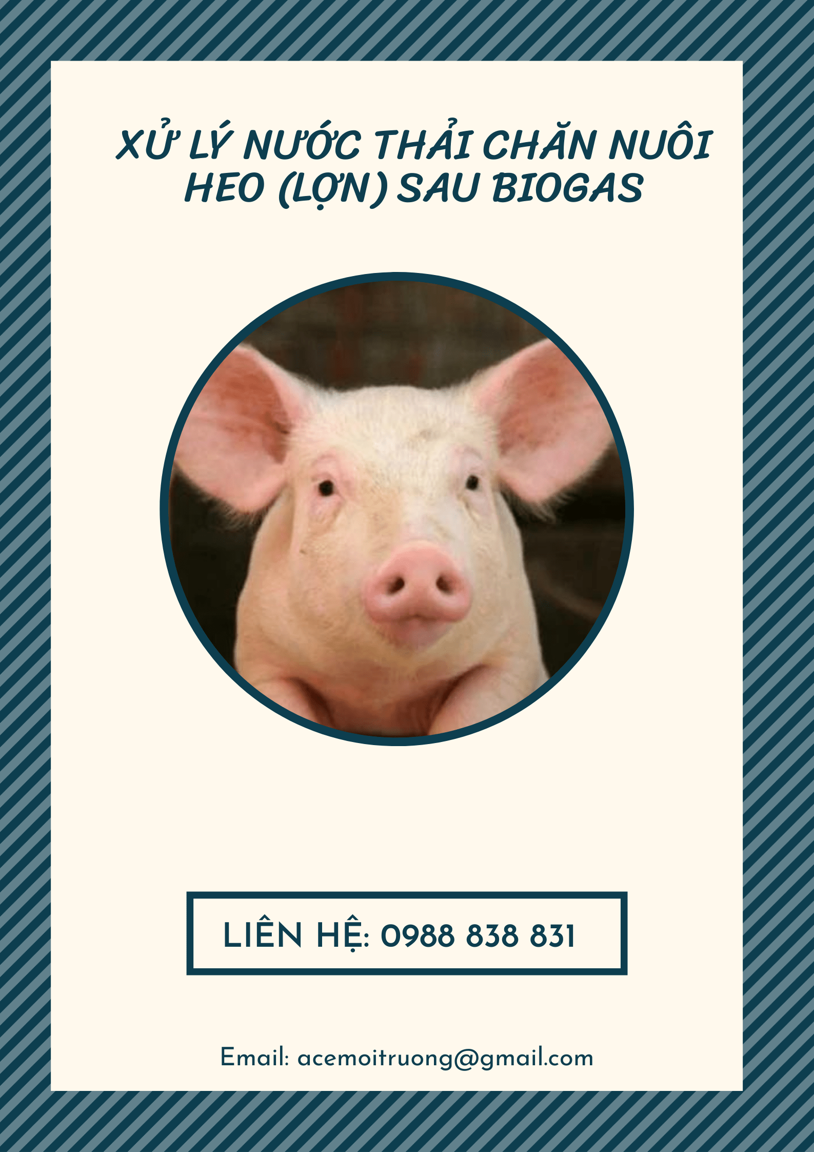 Xử lý nước thải chăn nuôi heo sau Biogas